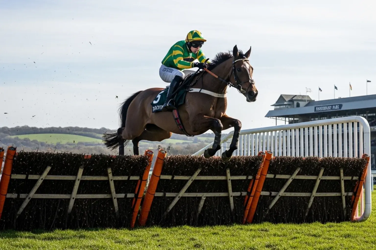 A jump racehorse and jockey clearing a steeplechase fence at Cheltenham racecourse on a Festival afternoon